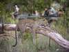 Elephant Plains Game Lodge - game drive with leopard